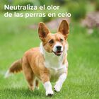Beaphar Spray Anticelo para perros hembras, , large image number null